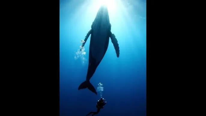 粉红色的火烈鸟在线观看 - 深蓝星球：探索海洋深处的未知世界